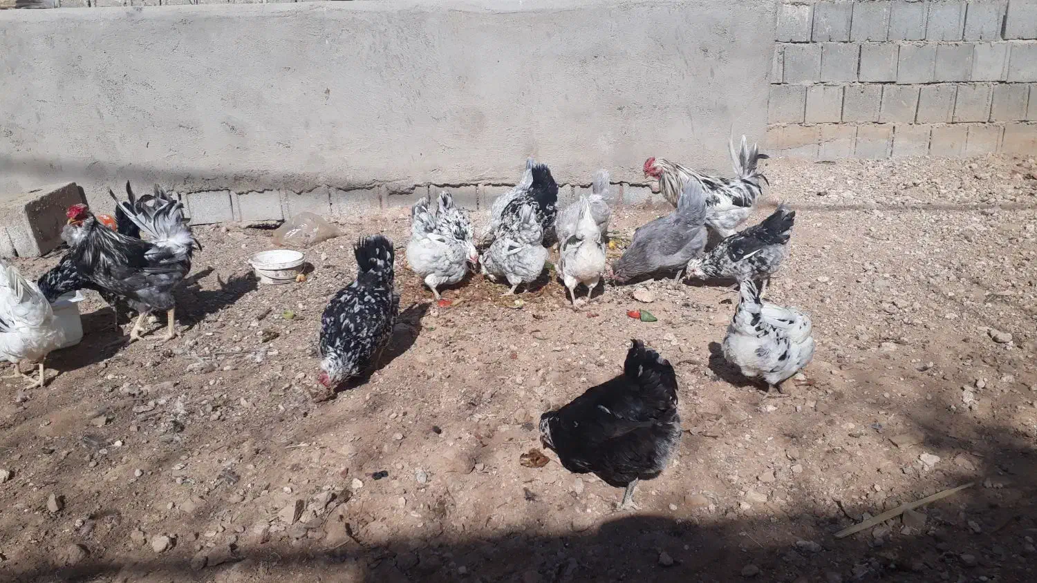 مرغ وخروس گلین|حیوانات مزرعه|بروجن, |دیوار