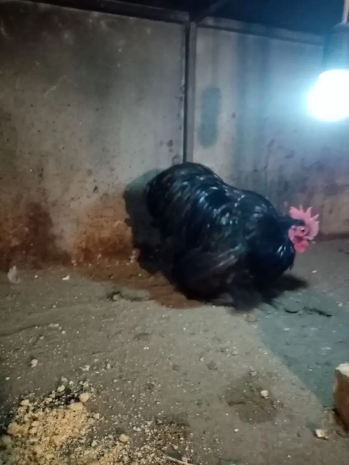 خروس کوشین بلک|حیوانات مزرعه|نوشهر, |دیوار