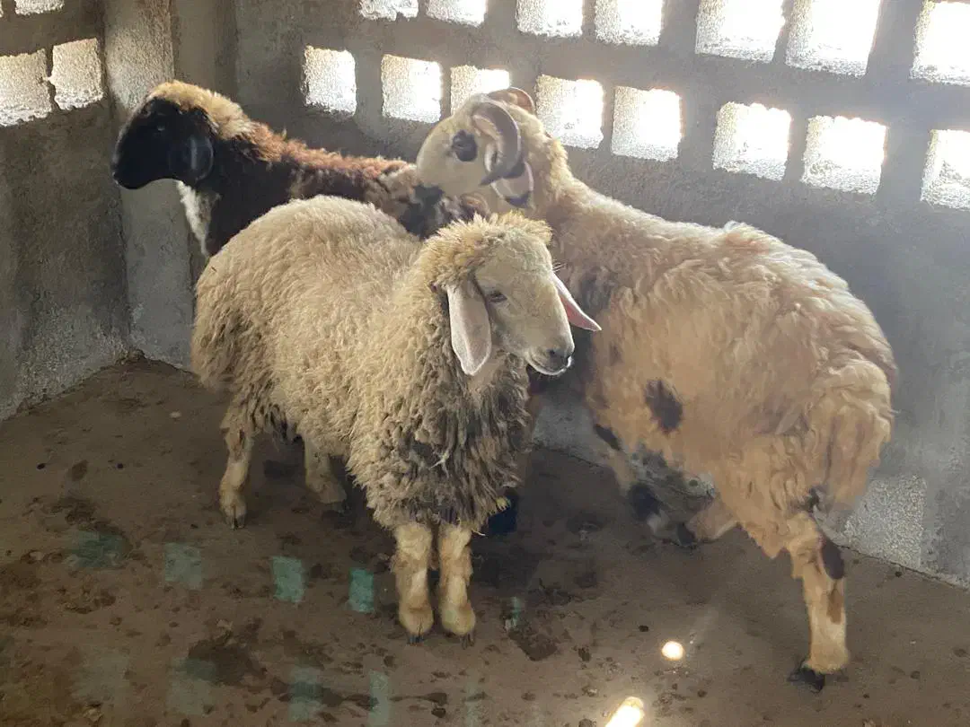 سلام 3عدد بره چاق نر و تعداد 80عدد کفتر خوب|حیوانات مزرعه|بندرعباس, |دیوار