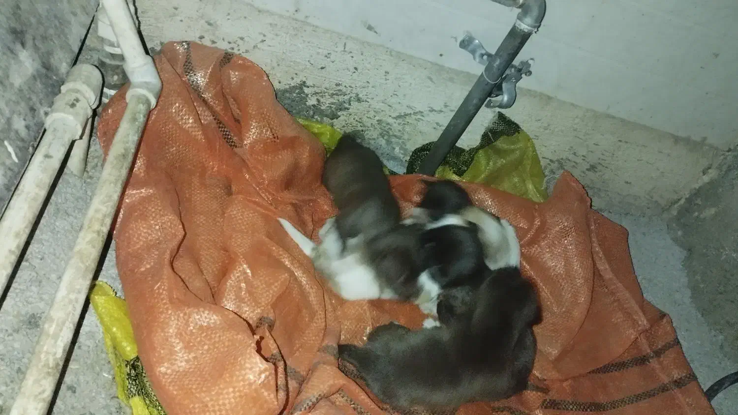 سگپاکوتاه|سگ|آق قلا, |دیوار