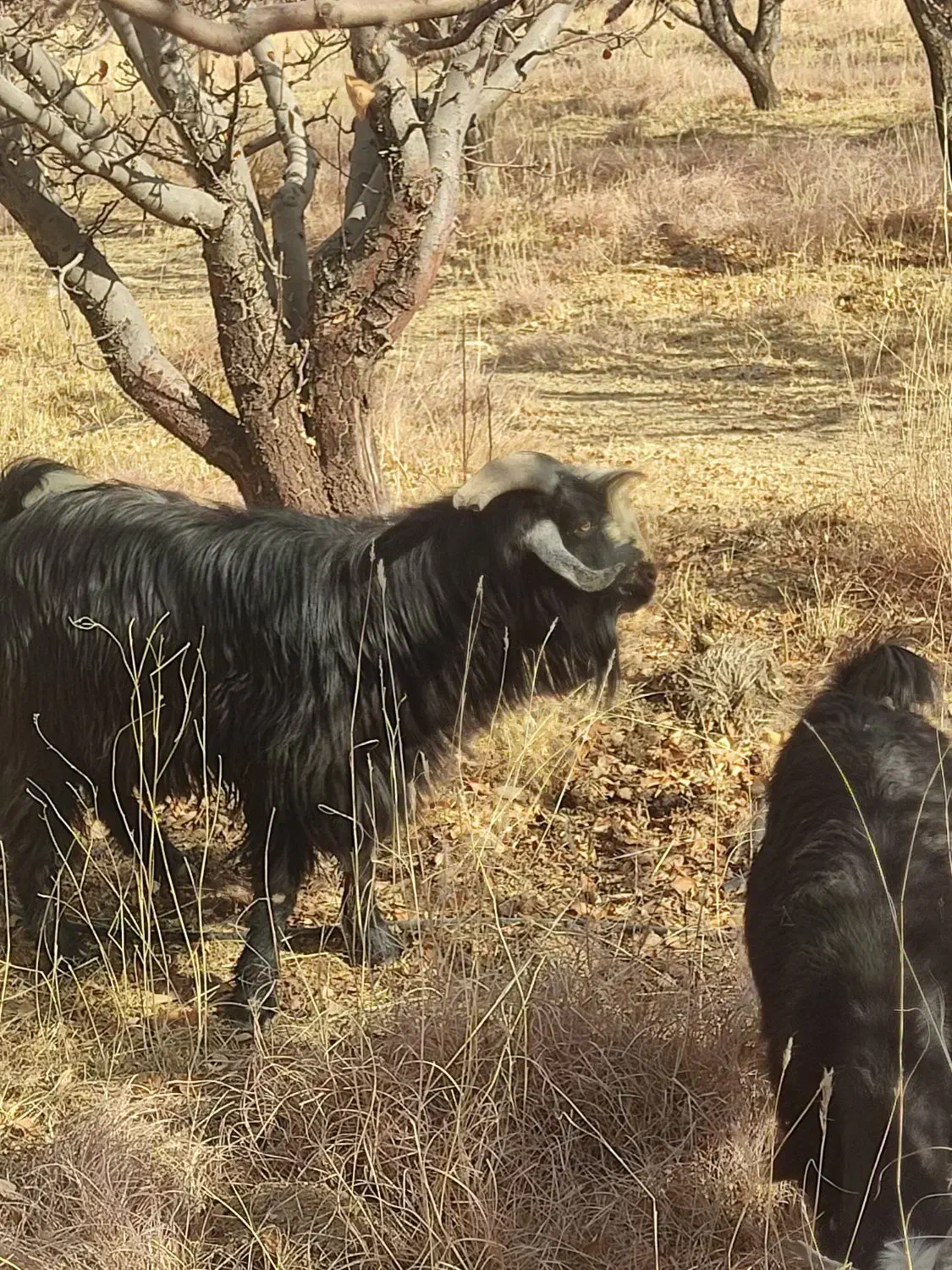 فروش بز و پازن|حیوانات مزرعه|پادنا علیا, |دیوار