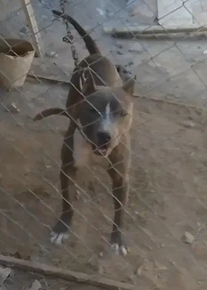 واگذاری سگ|سگ|خرمدره, |دیوار