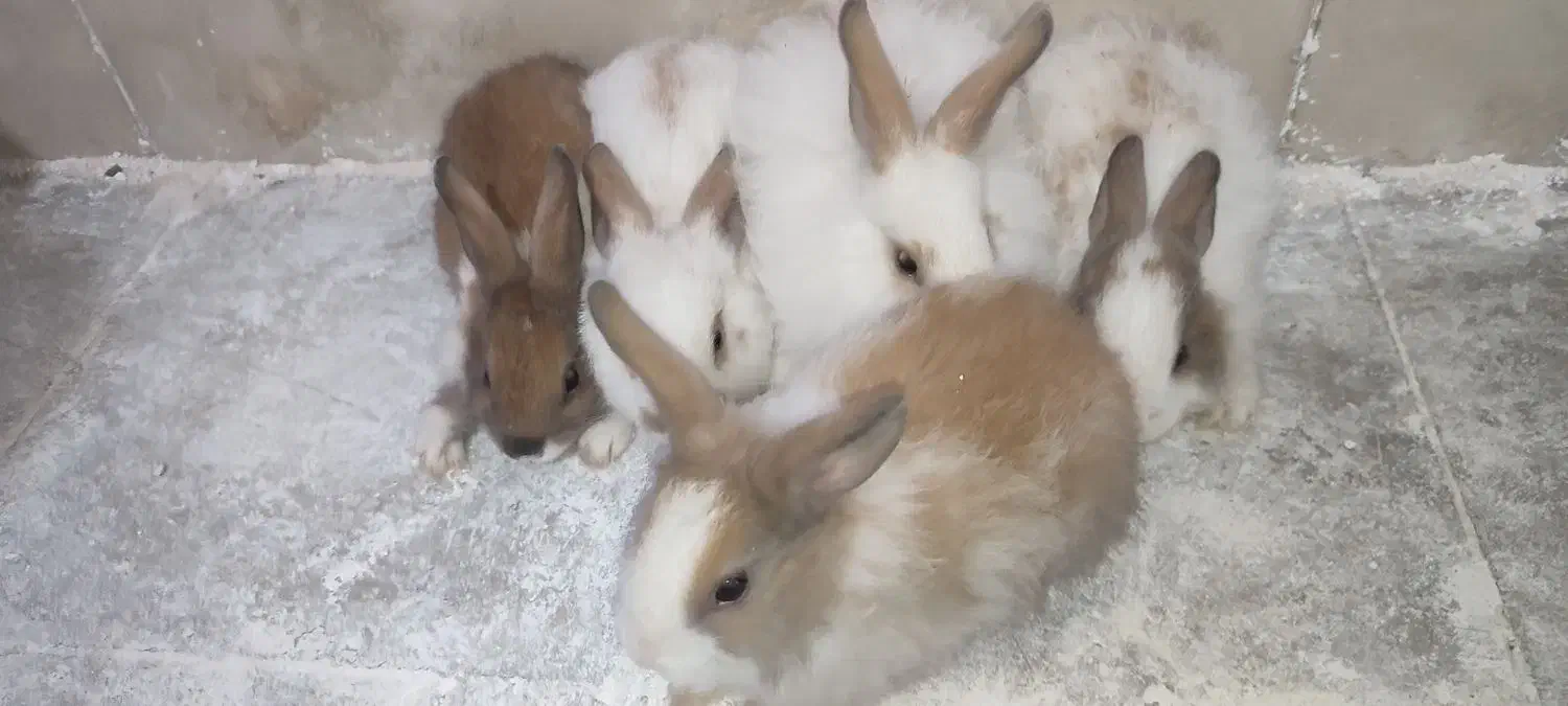 خرگوش|موش و خرگوش|فسا, |دیوار