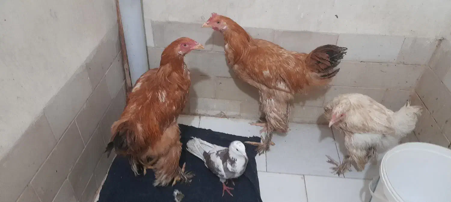 مرغ وخروس برهما|حیوانات مزرعه|مشهد, ایثار|دیوار