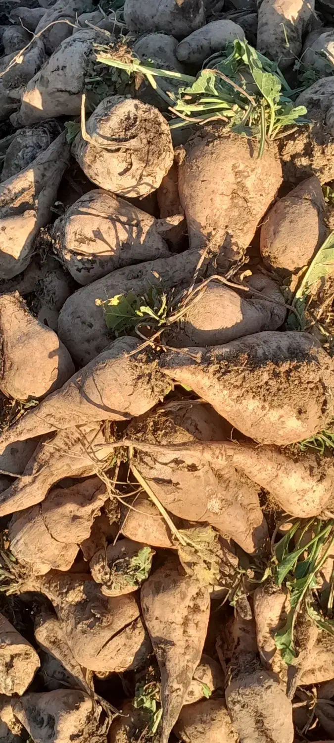 چغندر|لوازم جانبی حیوانات|صحنه, |دیوار