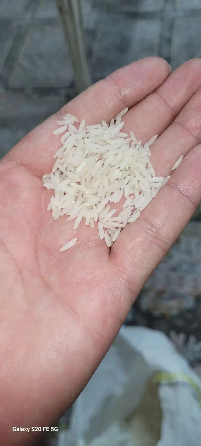 برنج شمالی|خوردنی و آشامیدنی|اصفهان, شفق|دیوار