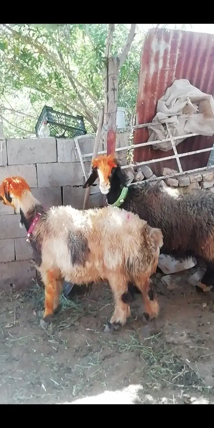 فروش میش بره کهره بز شیشک بختیاری شهر کردی|حیوانات مزرعه|کوار, |دیوار