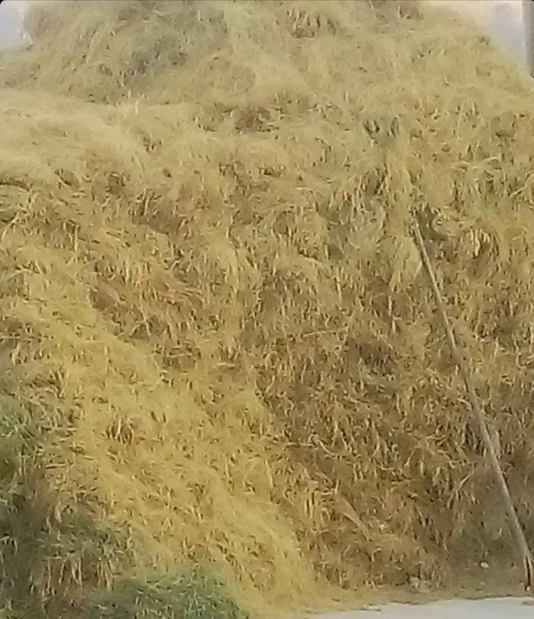 علف|لوازم جانبی حیوانات|بازرگان, |دیوار