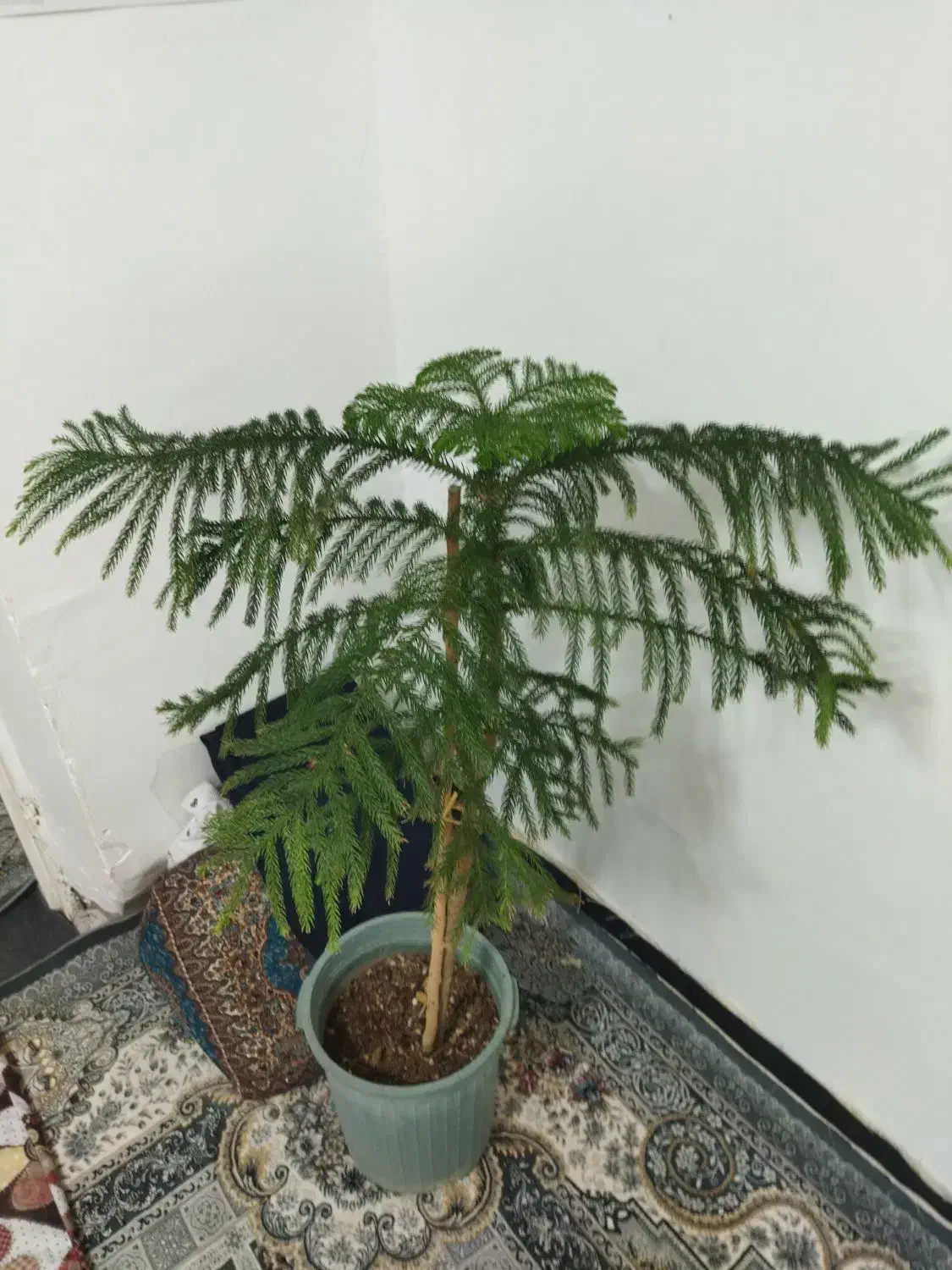 کاج مطبق بسیار زیبا و جوان|گل و گیاه طبیعی|سبزوار, زینبیه|دیوار