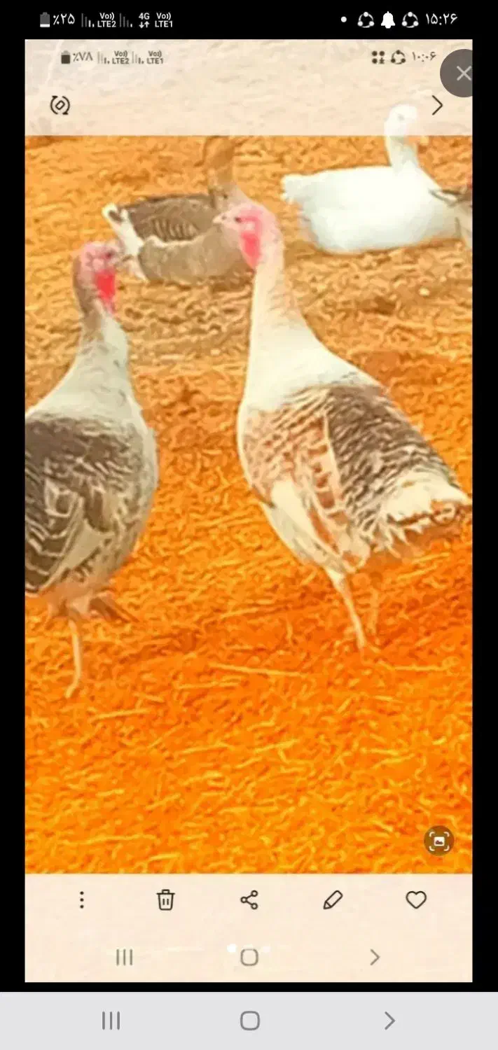 بوقلمون|حیوانات مزرعه|سیلاخور, |دیوار