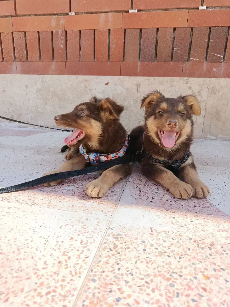 واگذاری سگ ژرمن لیور|سگ|سیرجان, |دیوار