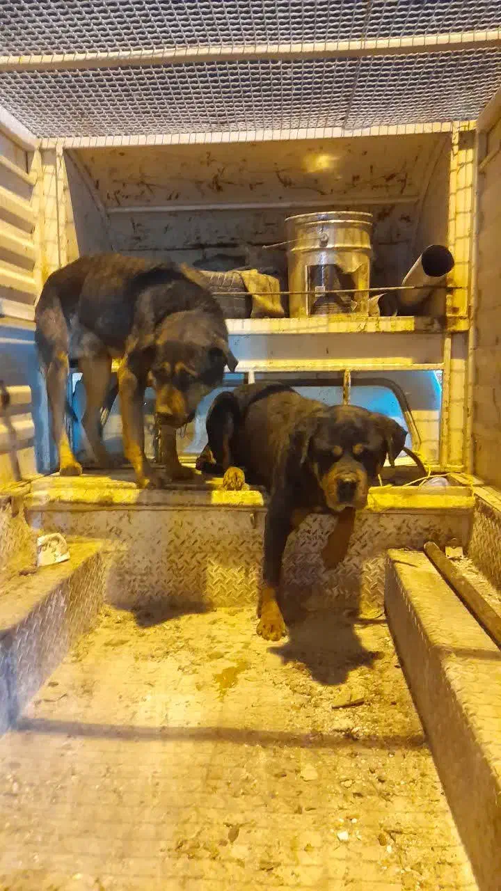 دوتا سگ|سگ|قم, انصار‌الحسین|دیوار