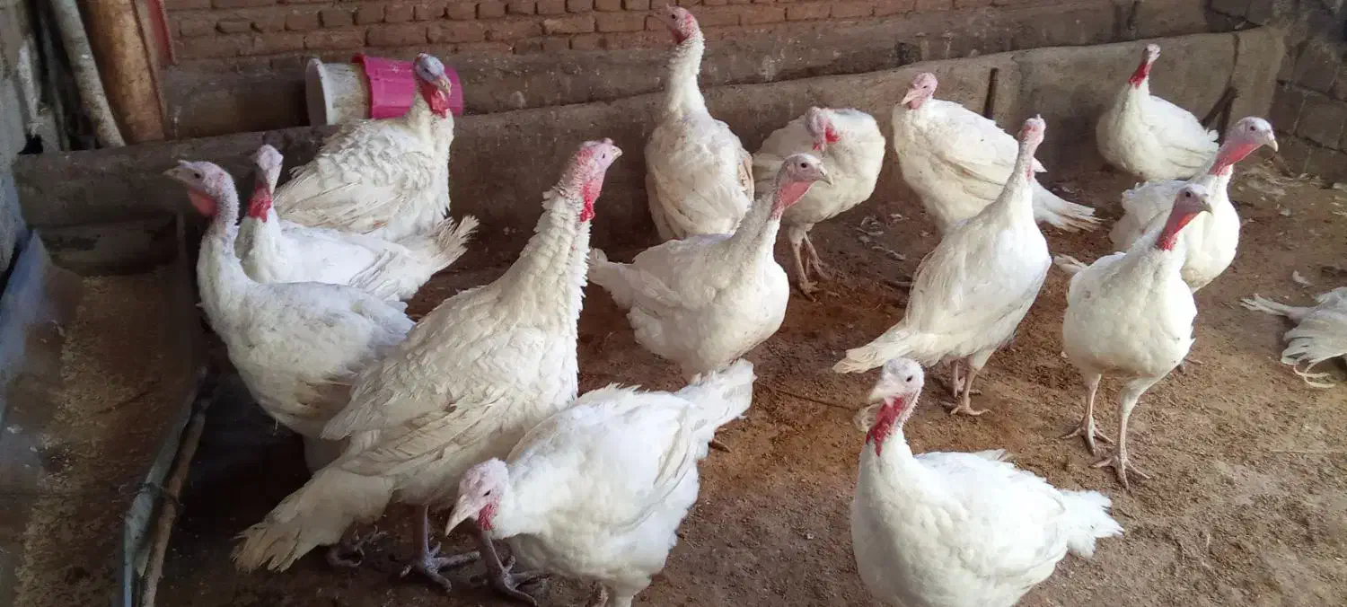 بوقلمون گوشتی|حیوانات مزرعه|میاندوآب, |دیوار
