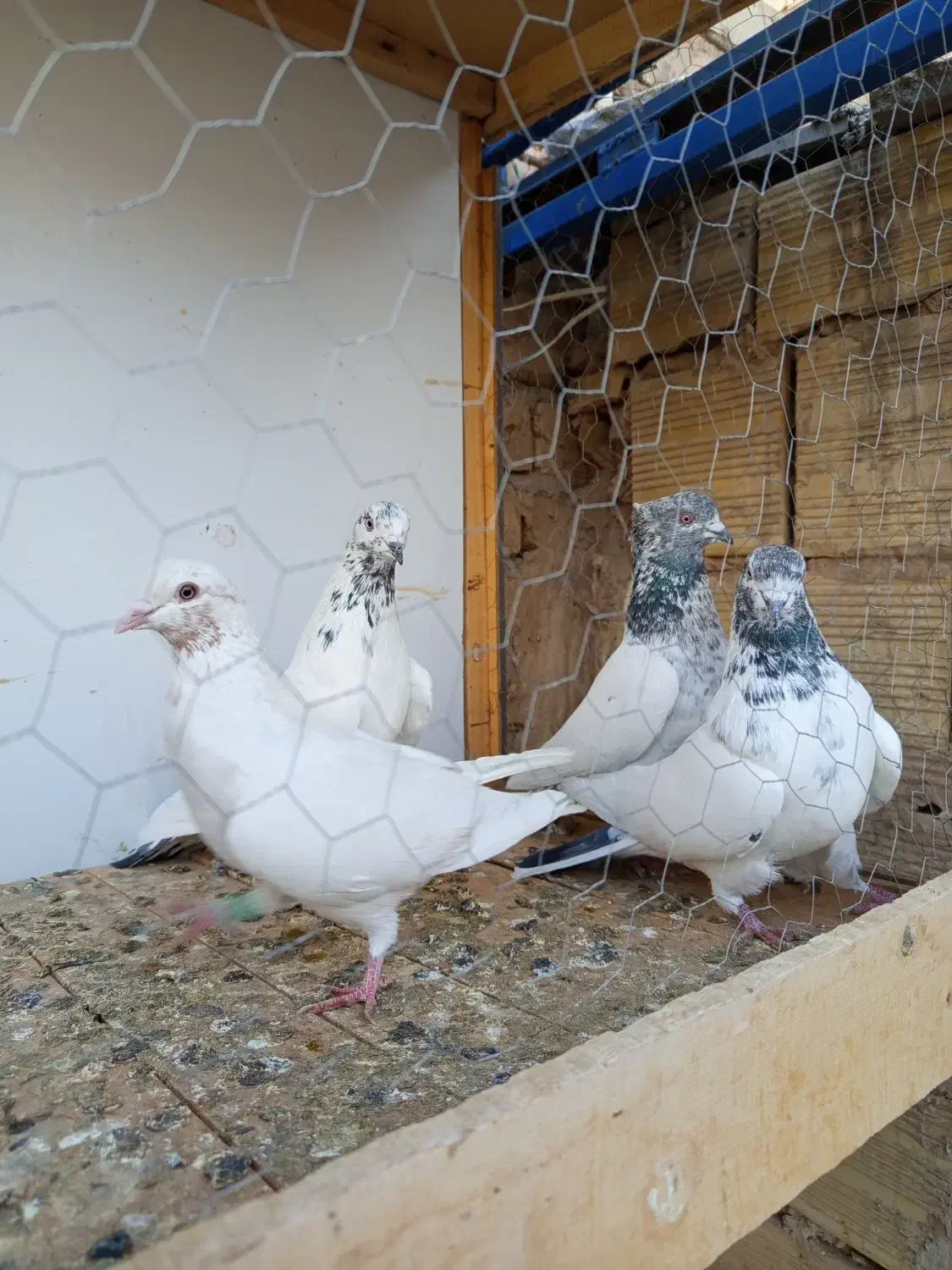 با یاد خدا یه مشت کبوتر رنگی وگرفتنی|پرنده|قم, شهرک مهدیه (مدرس)|دیوار