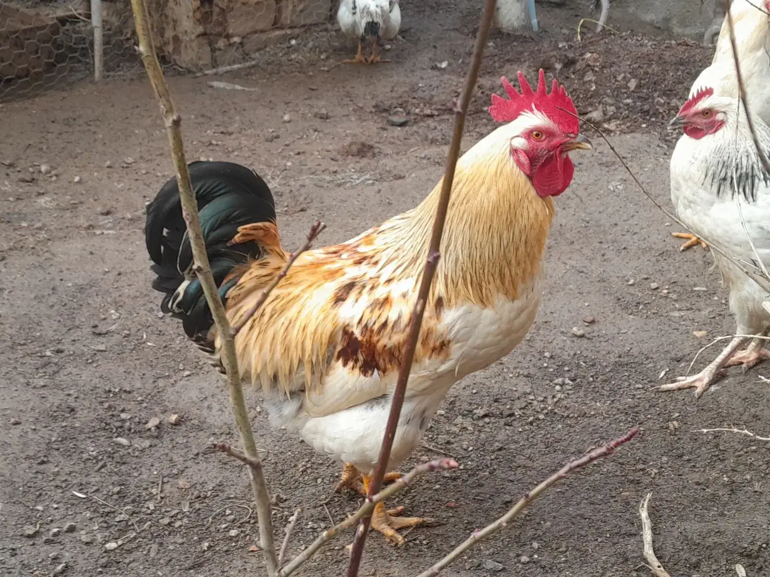 خروس محلی|حیوانات مزرعه|خسروشاه, |دیوار