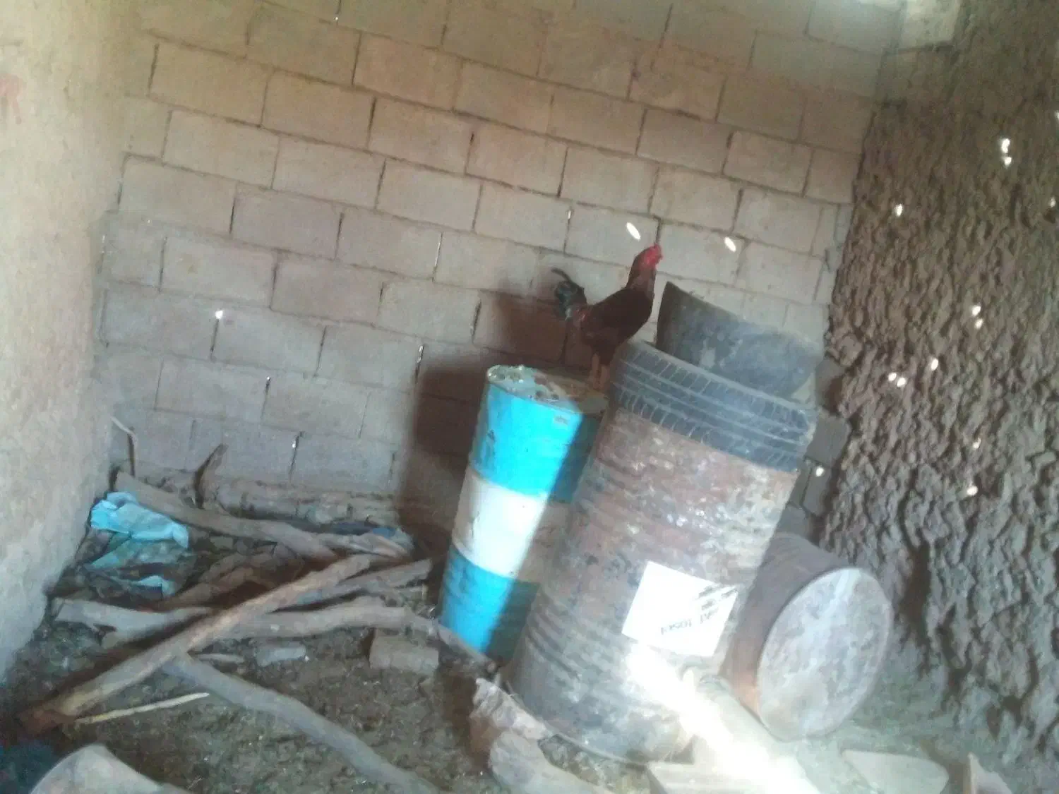 خروس لاری|حیوانات مزرعه|قاسمآباد (خواف), |دیوار