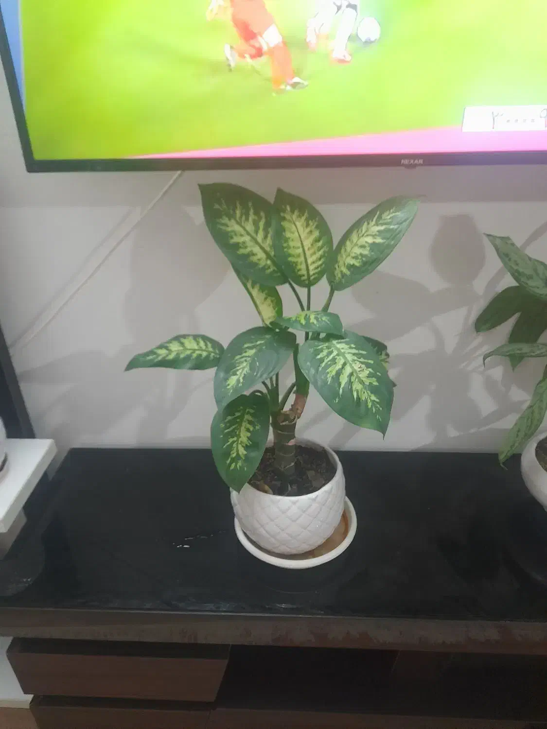 فروش گل آپارتمانی|گل و گیاه طبیعی|سراب, |دیوار