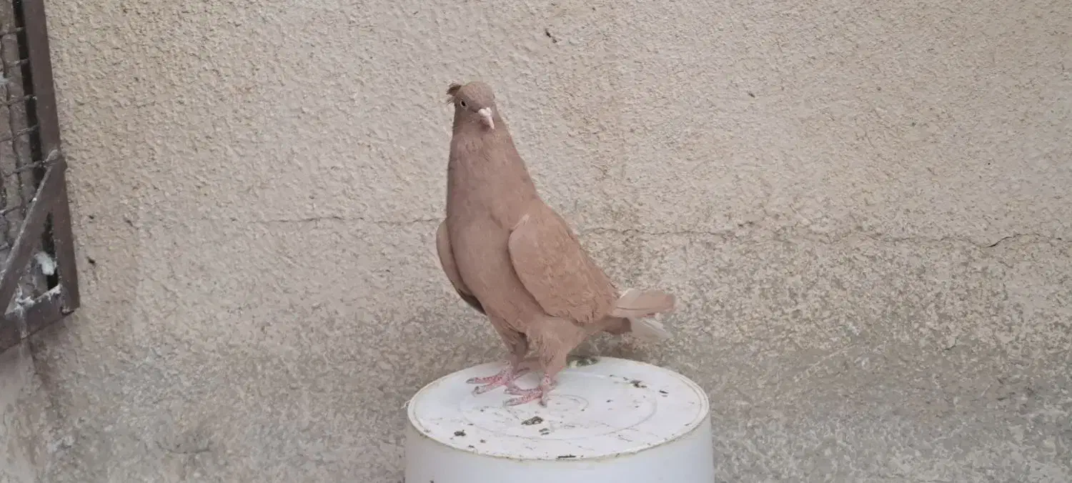 ماده دم سفید|پرنده|شیراز, شریف‌آباد|دیوار