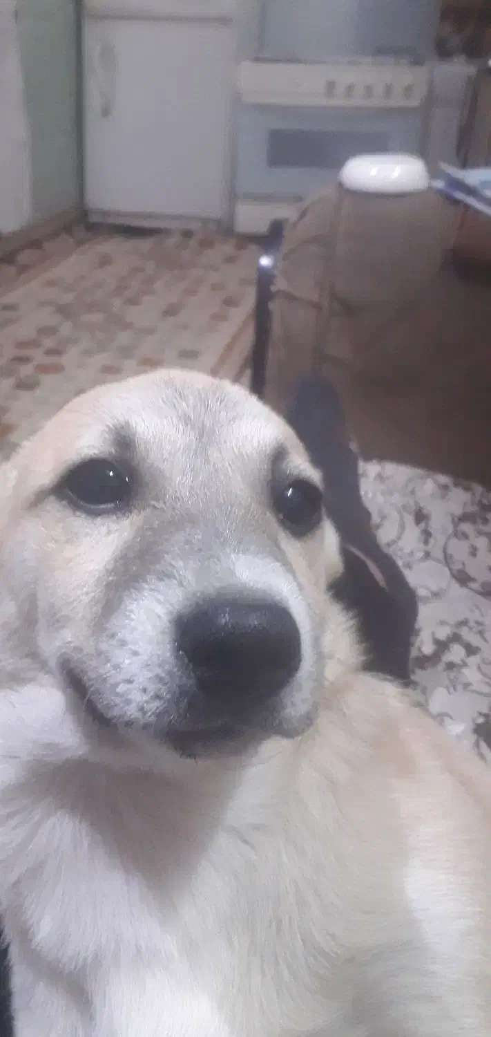 گمشده|حیوانات|محمدشهر, محمدشهر|دیوار