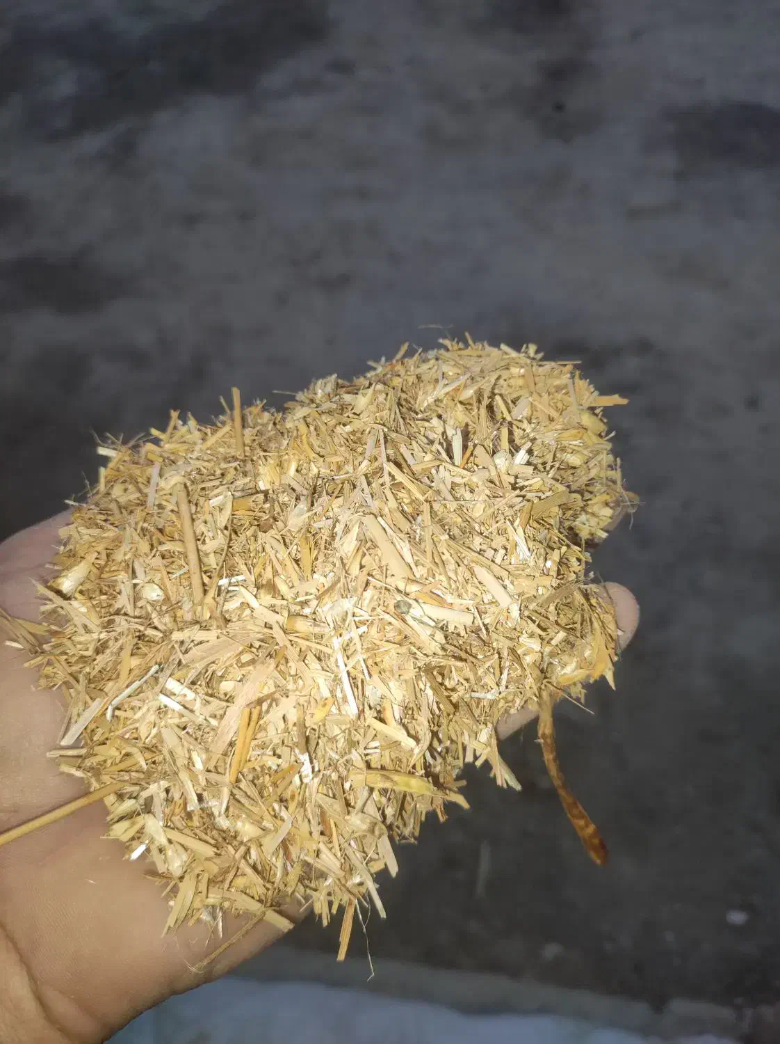 کاه گندم|حیوانات مزرعه|گنبد کاووس, |دیوار