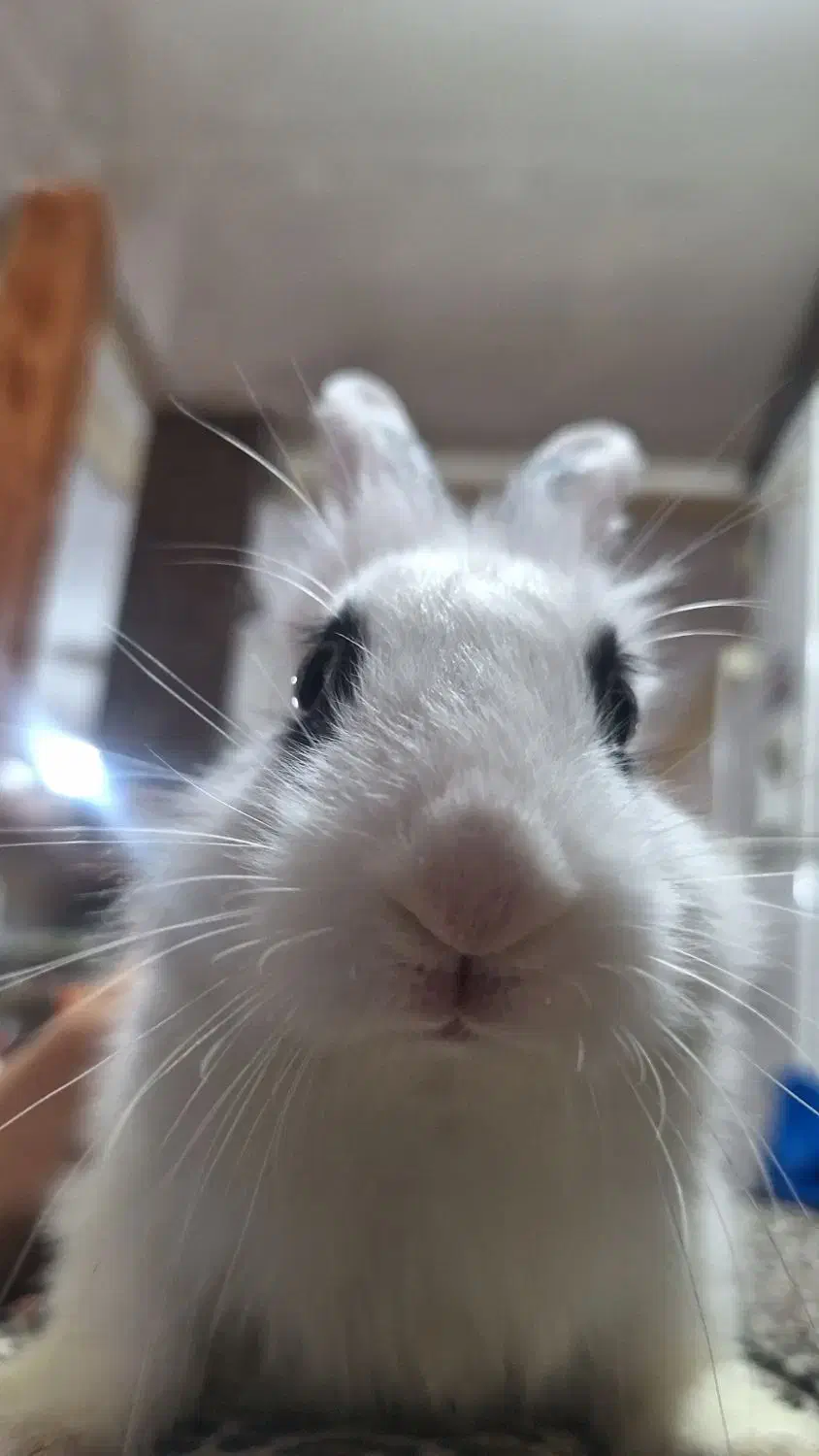 واگذاری خرگوش|موش و خرگوش|تبریز, |دیوار