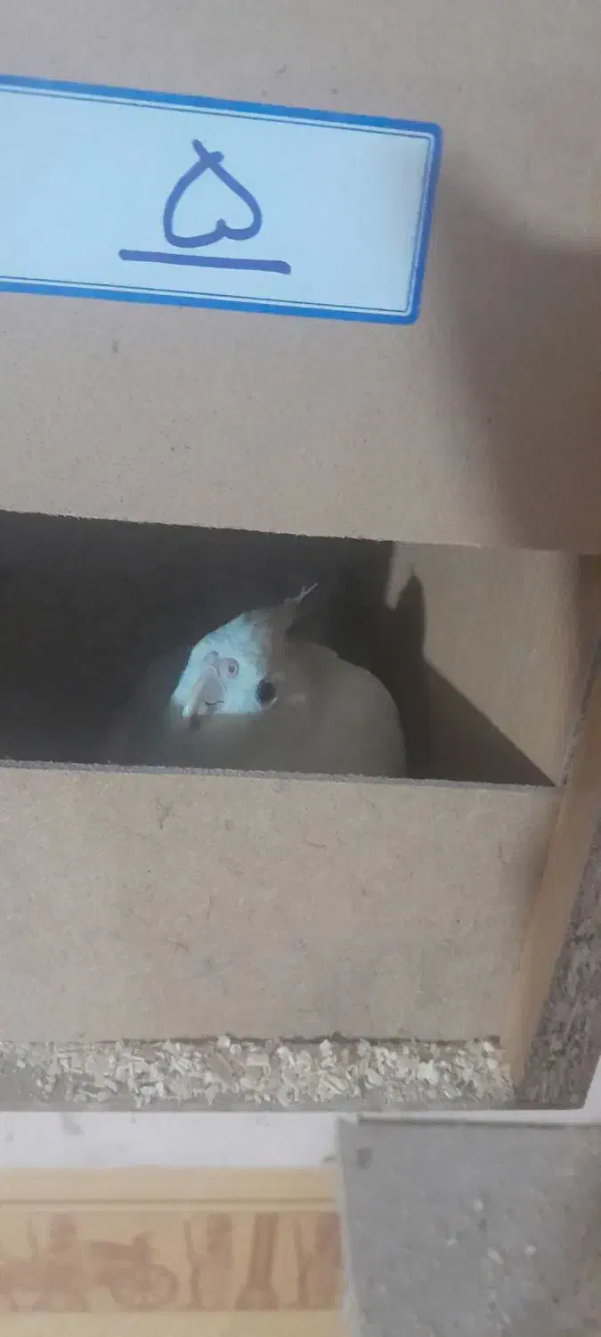 عروس هلندی جفتکار  روی تخم|پرنده|تربت جام, فاز ۳ فرهنگیان|دیوار