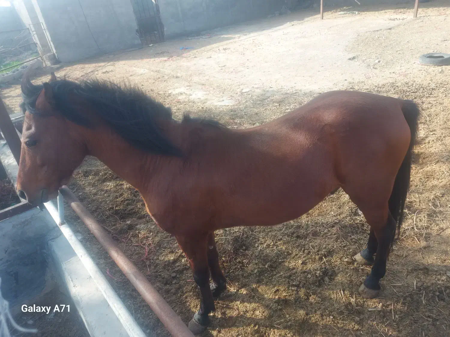 اسب چابک و جوان|اسب و تجهیزات اسب‌سواری|بندرعباس, |دیوار