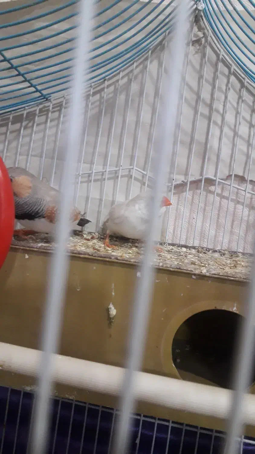 جفت فنچ|پرنده|زاهدان, |دیوار