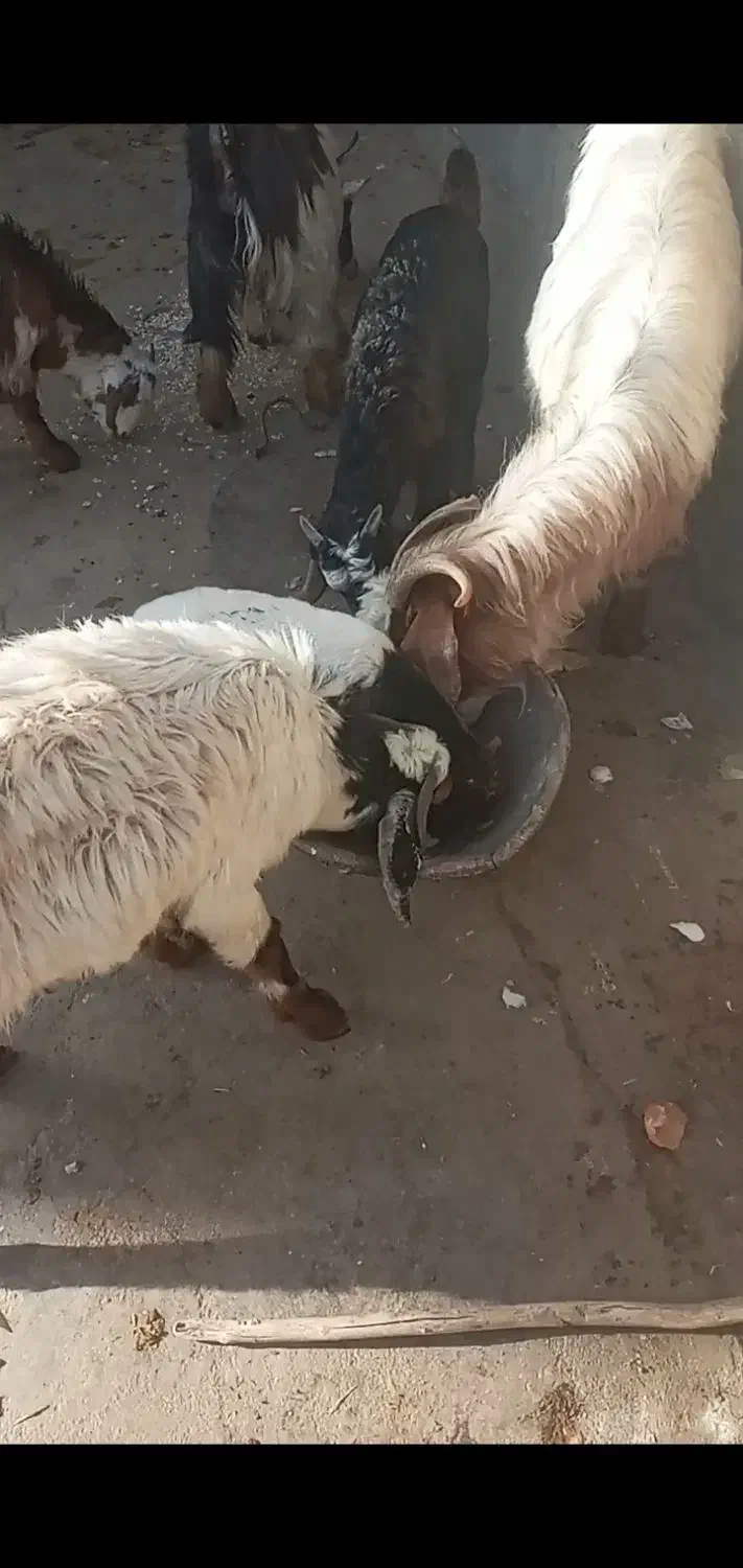 بزوبزغاله|حیوانات مزرعه|دورود, |دیوار