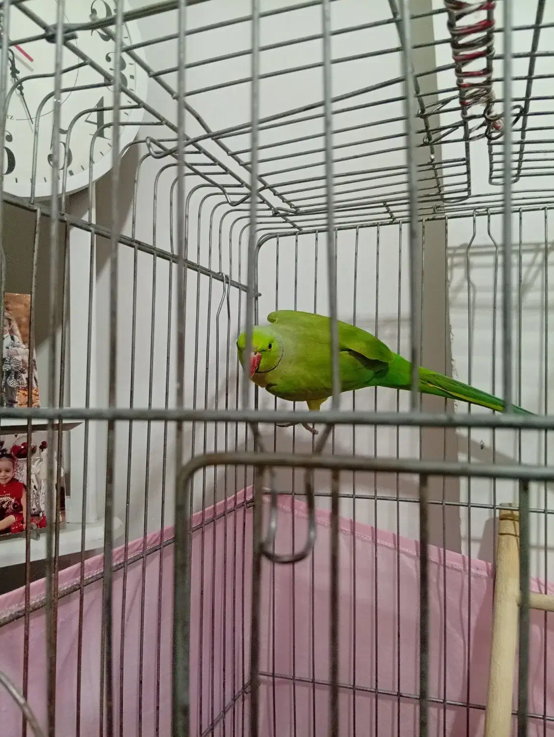 طوطی ملنگو یک سال خورده ای چند کلمه حرف میزنه|پرنده|پاکدشت, پاکدشت (مامازند)|دیوار