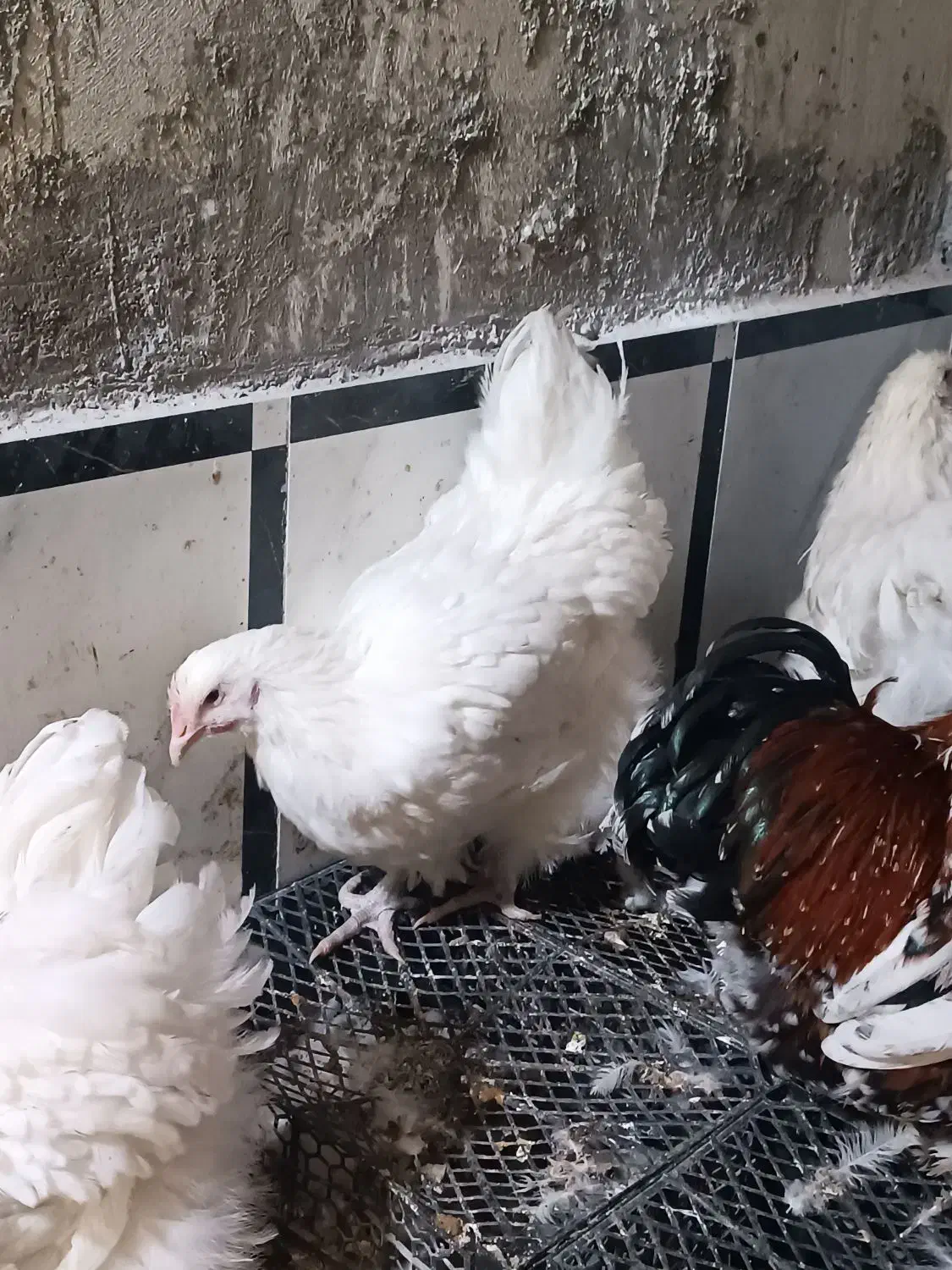 مرغ اورپینگتون-خروس کوشین|حیوانات مزرعه|تاکستان, |دیوار