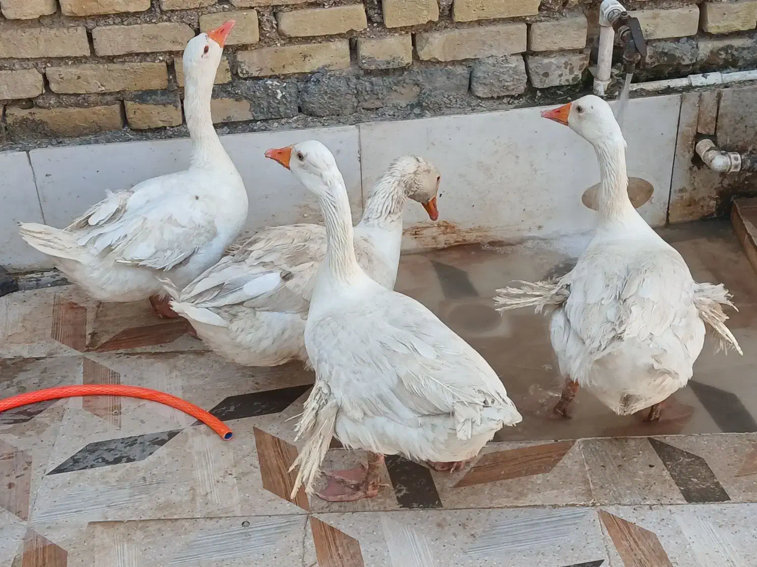 غاز|پرنده|کارون, |دیوار