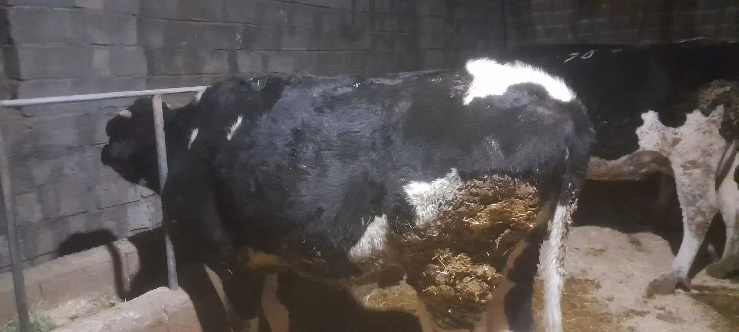 تلیسه پای کل|حیوانات مزرعه|دینور, |دیوار