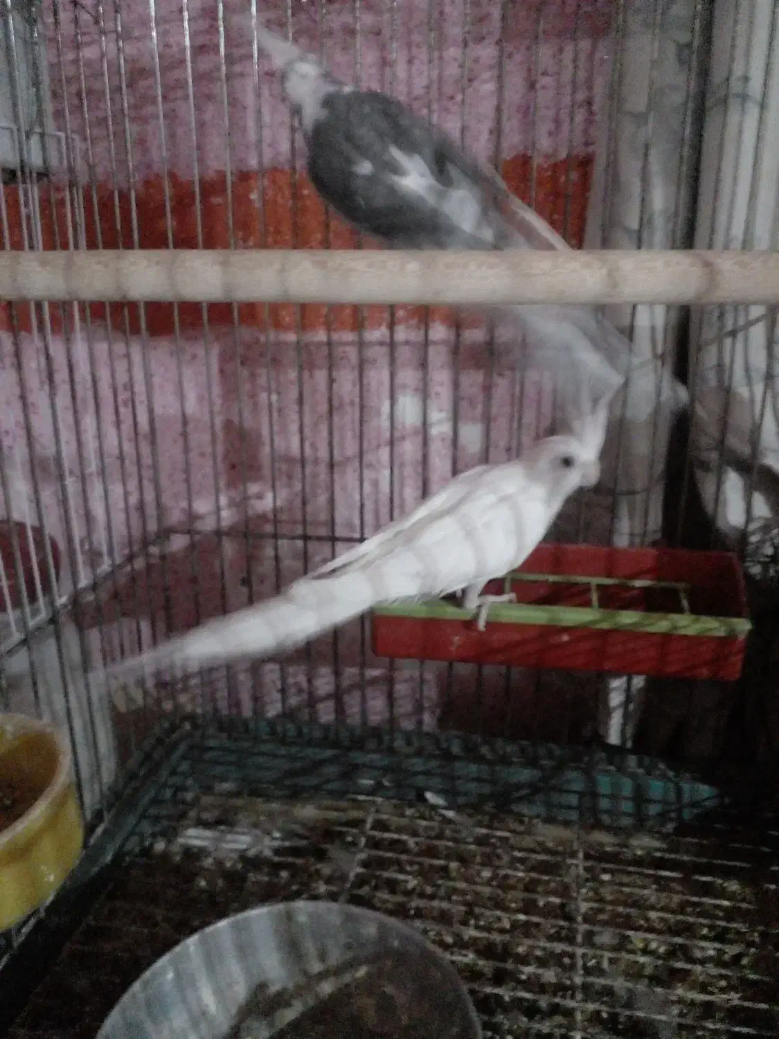 شادگان|پرنده|شادگان, |دیوار