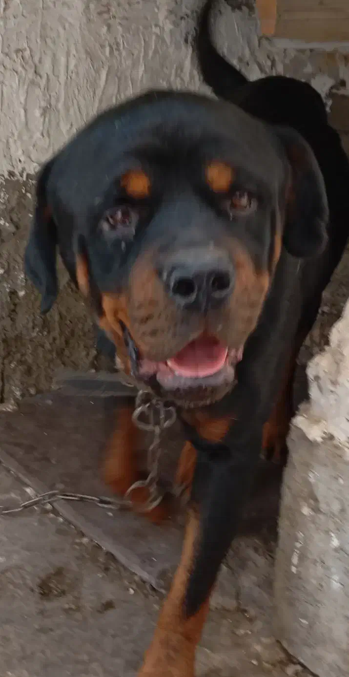 سگ رتوایلر ودوبرمن|سگ|هشتگرد, شهرک وحدت|دیوار