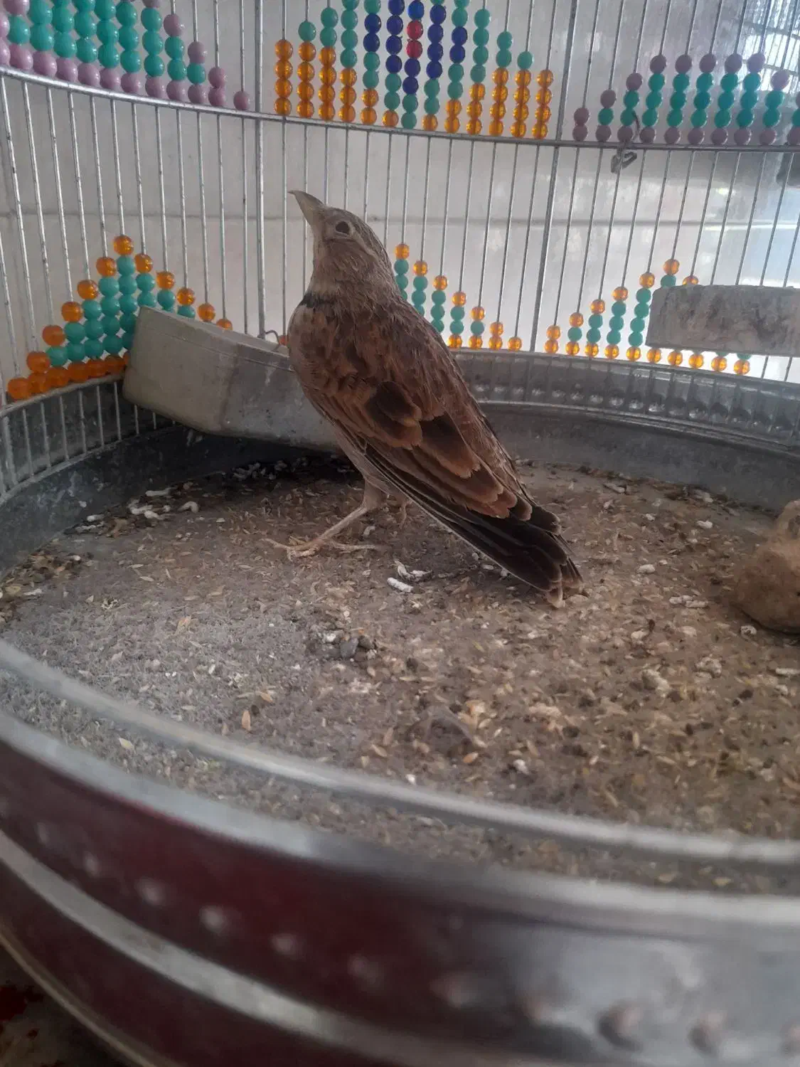 سهره|پرنده|سبزوار, اسلام آباد|دیوار