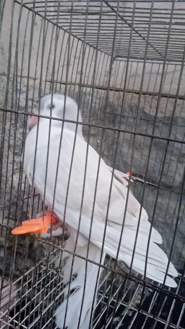 کبوتر ساده|پرنده|گلبهار, شهر جدید گلبهار|دیوار