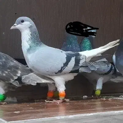 یک عدد بدرنگ ماده|پرنده|محمدیه-قزوین, |دیوار