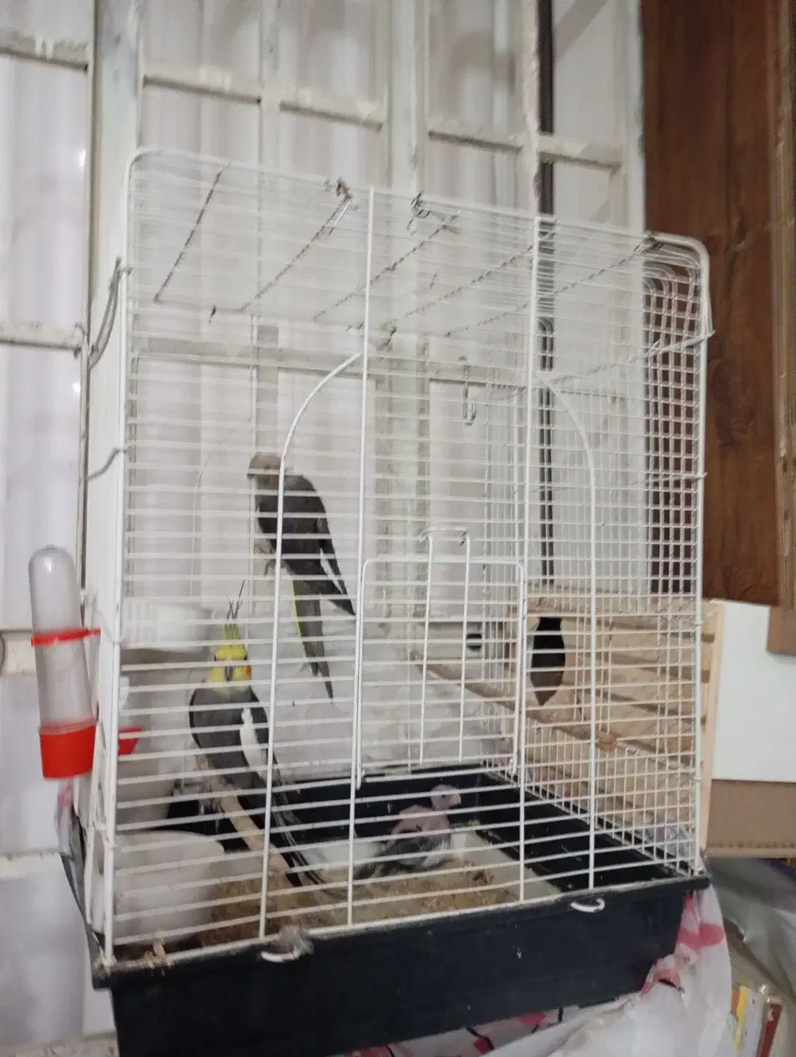 فروش عروس هلندی جفت مولد با قفس وجوجه|پرنده|شوش, |دیوار