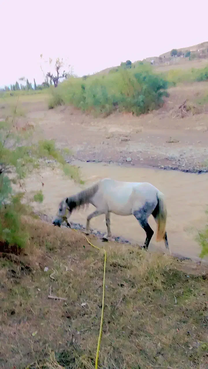 فروش اسب|اسب و تجهیزات اسب‌سواری|خدا آفرین, |دیوار