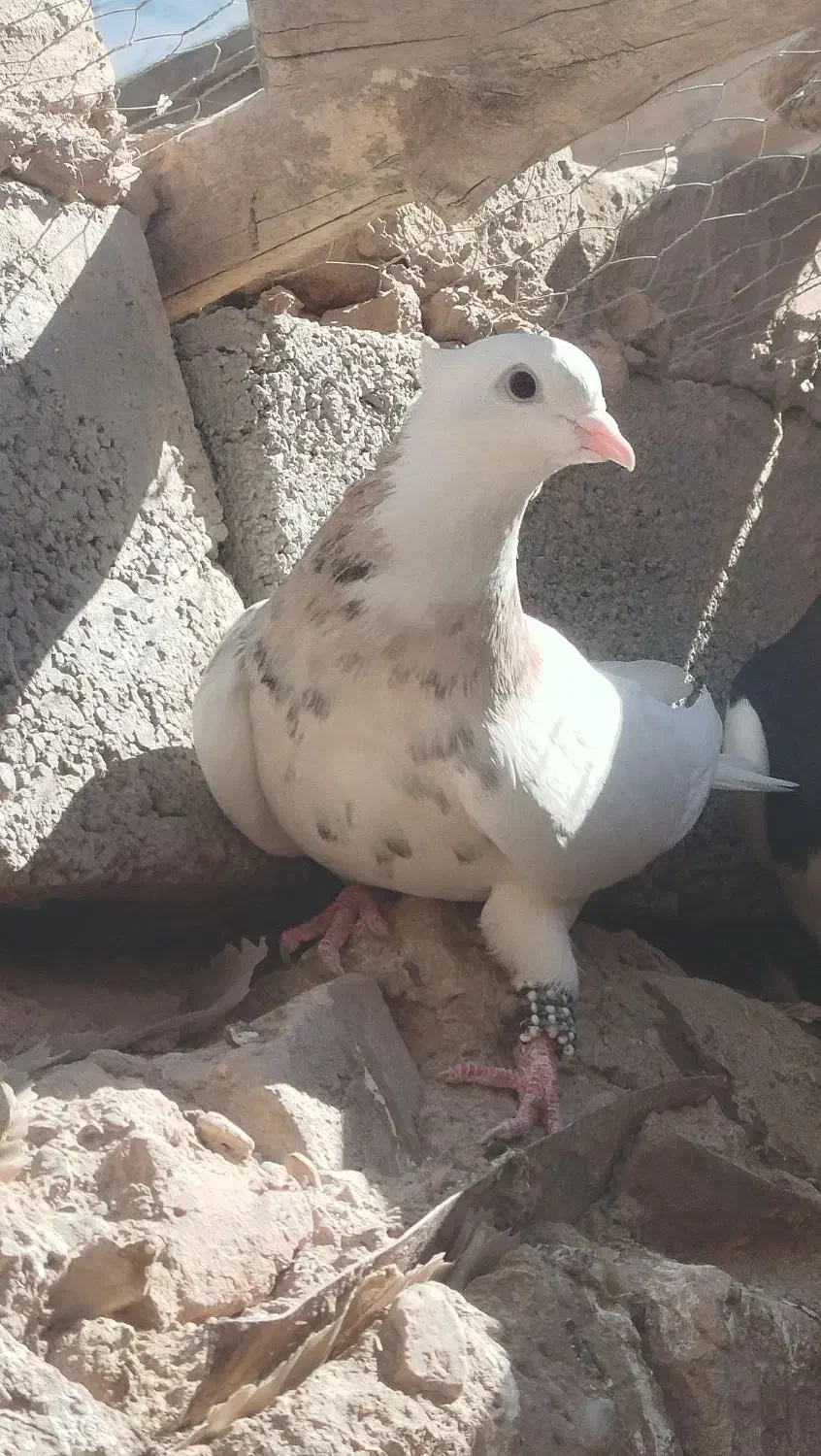 کبوتر ماده طوق اجری خال سیاه|پرنده|کوهبنان, |دیوار