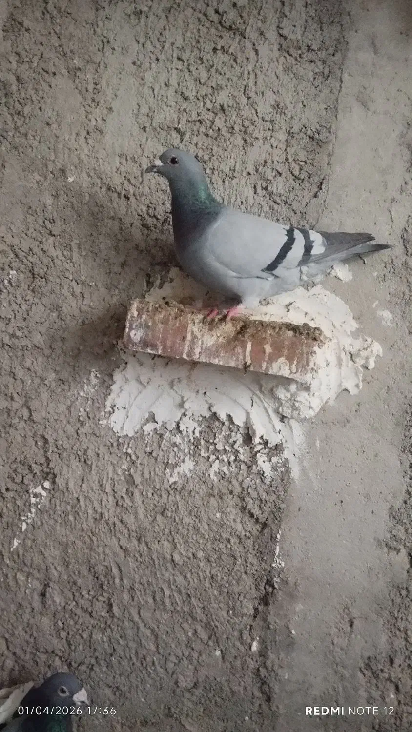 کفترکبوترپلاکی|پرنده|کرج, پیشاهنگی|دیوار