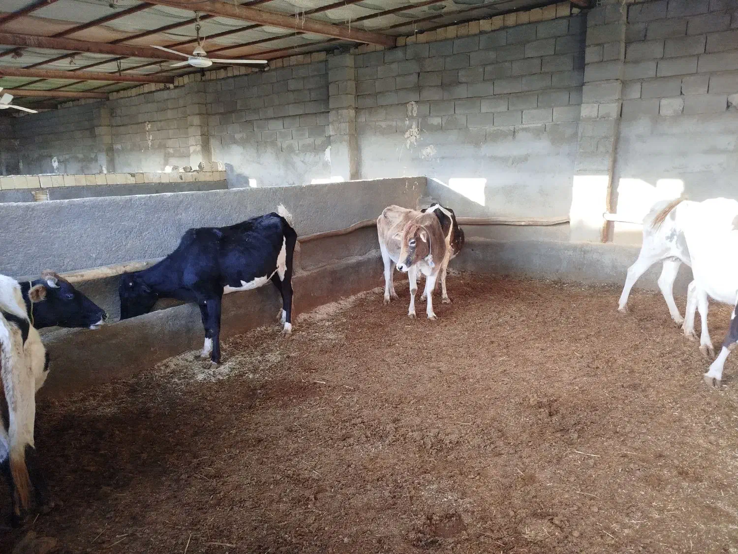 گاو لری|حیوانات مزرعه|کوهدشت, |دیوار