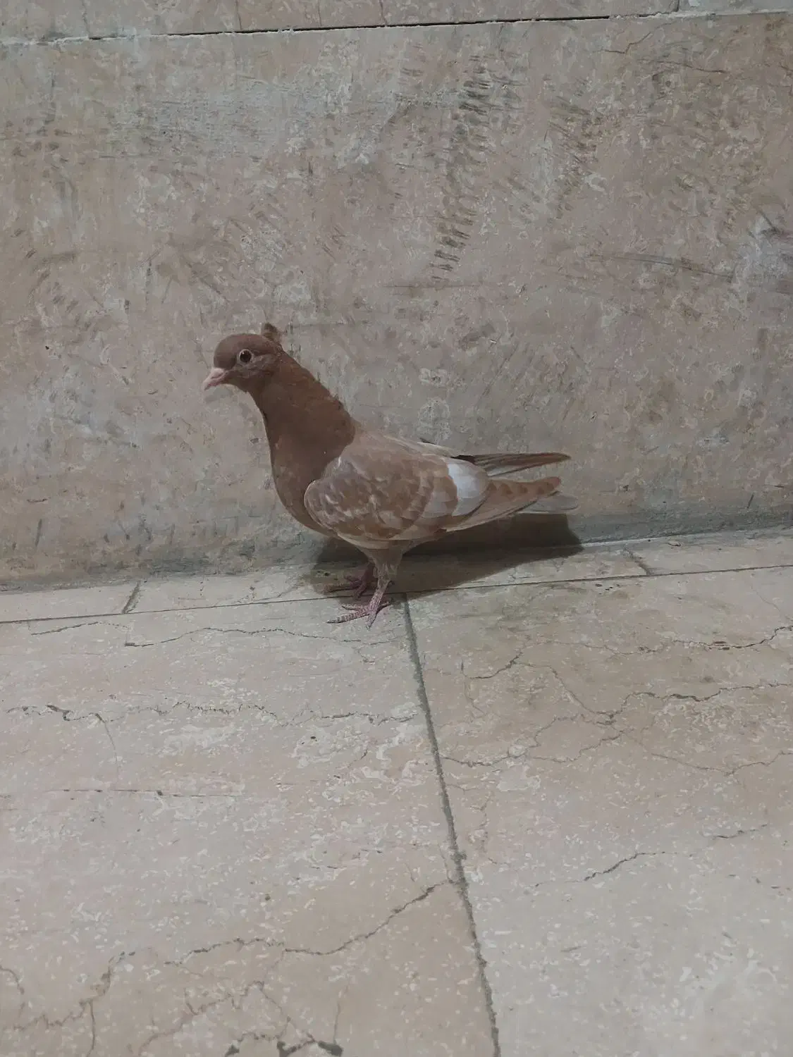 جوجه زردی کاکلی جیر جیری|پرنده|تهران, ارجمندی راد|دیوار