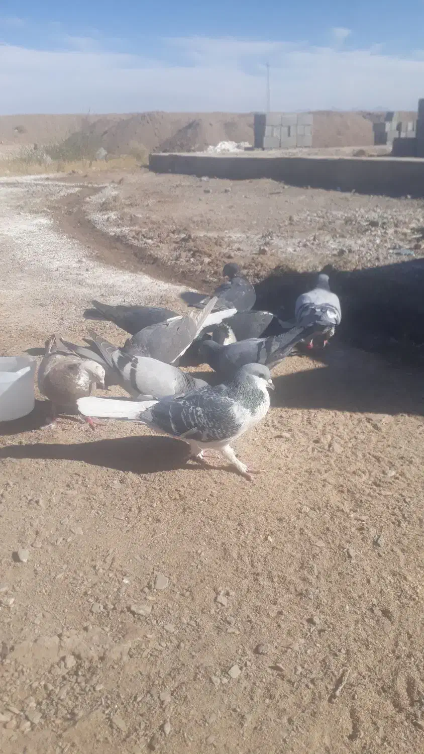 چندعددکبوترفروشی|پرنده|کورین, |دیوار