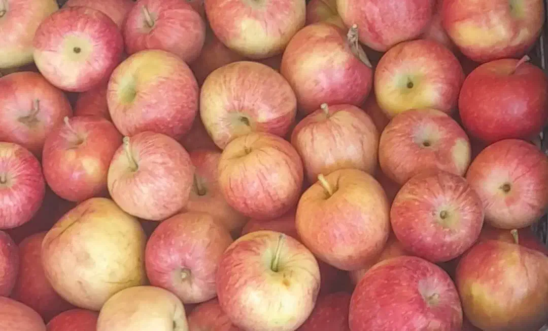 سیب گلابی ارگانیک|خوردنی و آشامیدنی|بابا حیدر, |دیوار