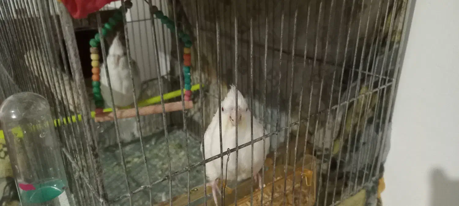 عروس هلندی|پرنده|نیشابور, شهید بهشتی|دیوار