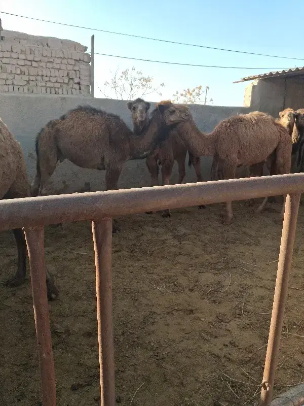 شتر|حیوانات مزرعه|پاکدشت, پاکدشت (مامازند)|دیوار