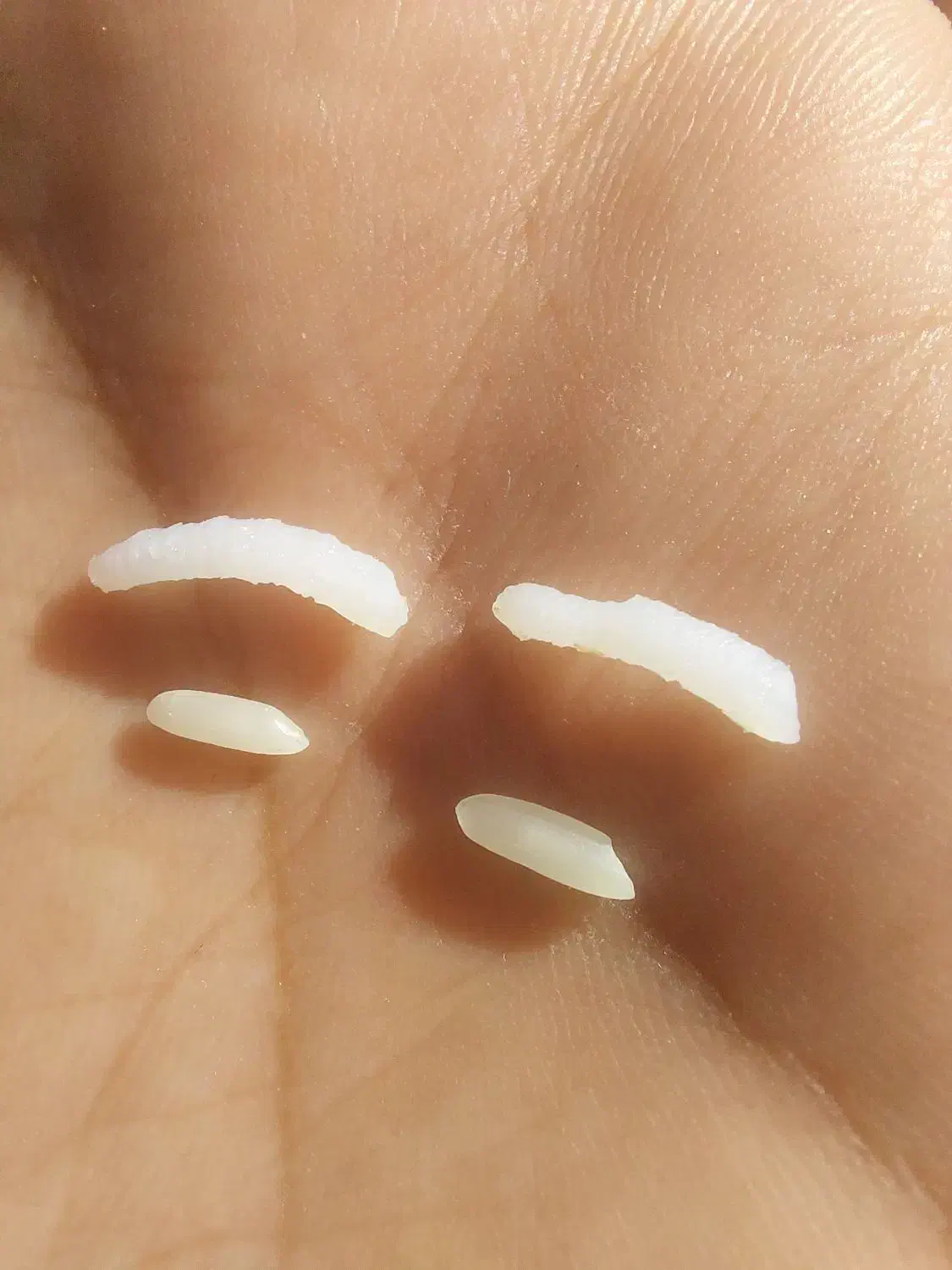 طارم هاشمی کشت اول صفر بوجار|خوردنی و آشامیدنی|زرگرشهر, |دیوار