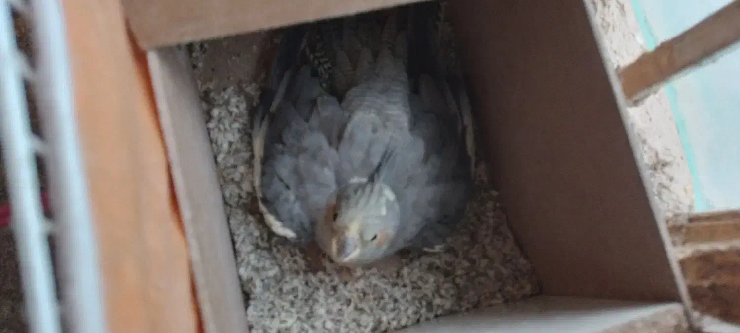 جفت عروس هلندی|پرنده|تربت جام, معدآباد|دیوار